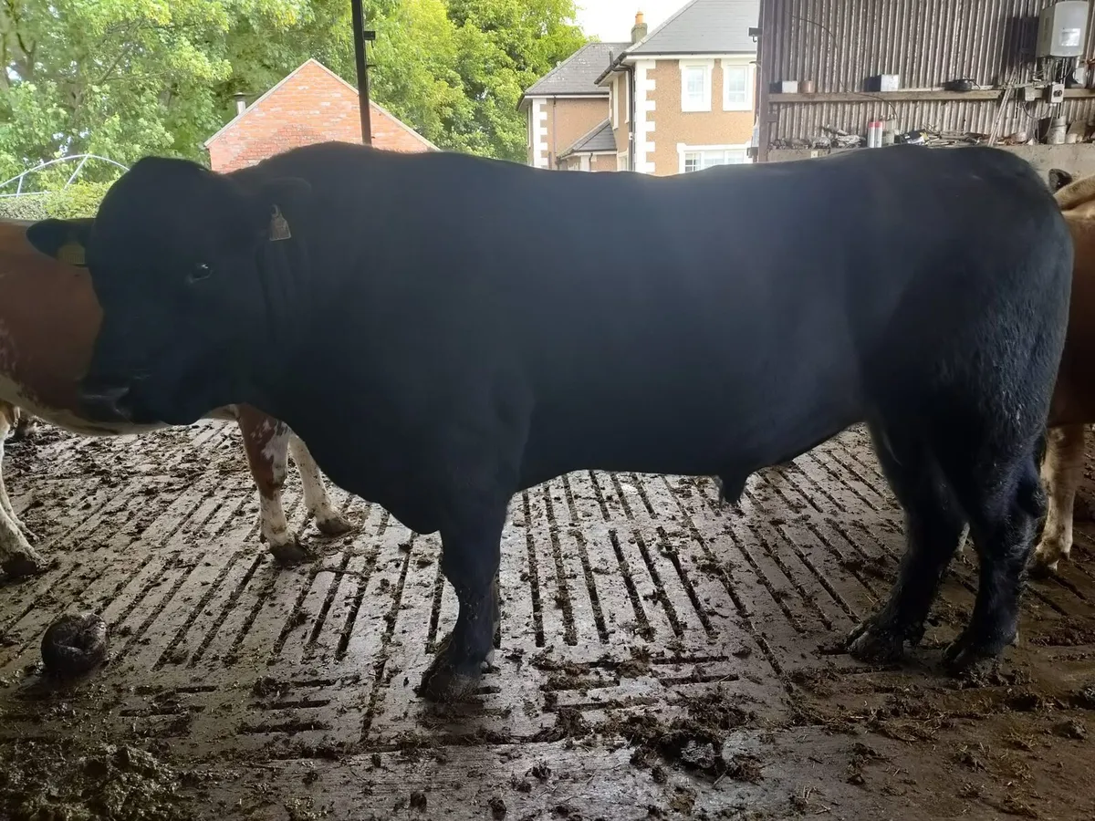 Angus bull - Image 1