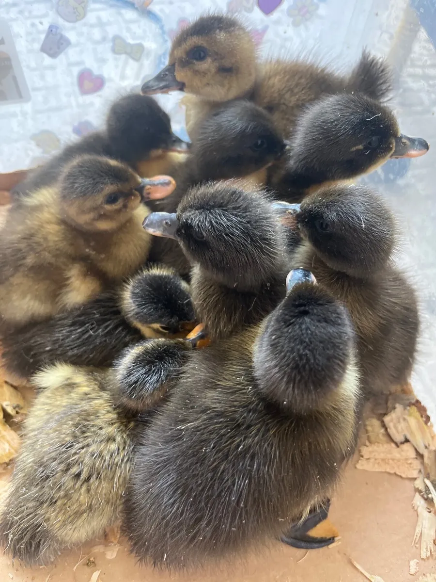 Ducklings khaki X - Image 4