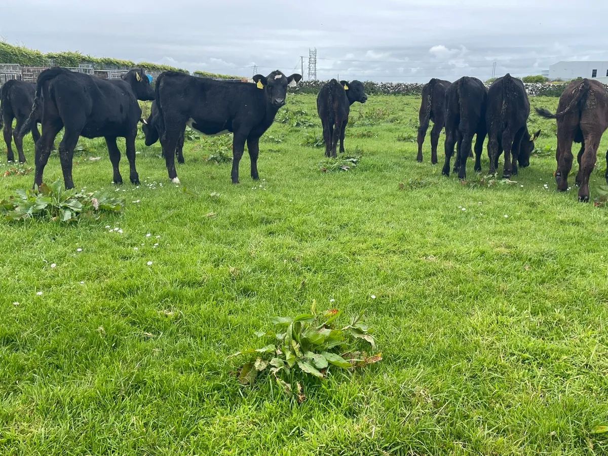 Fully Reared Angus Heifers - Image 3