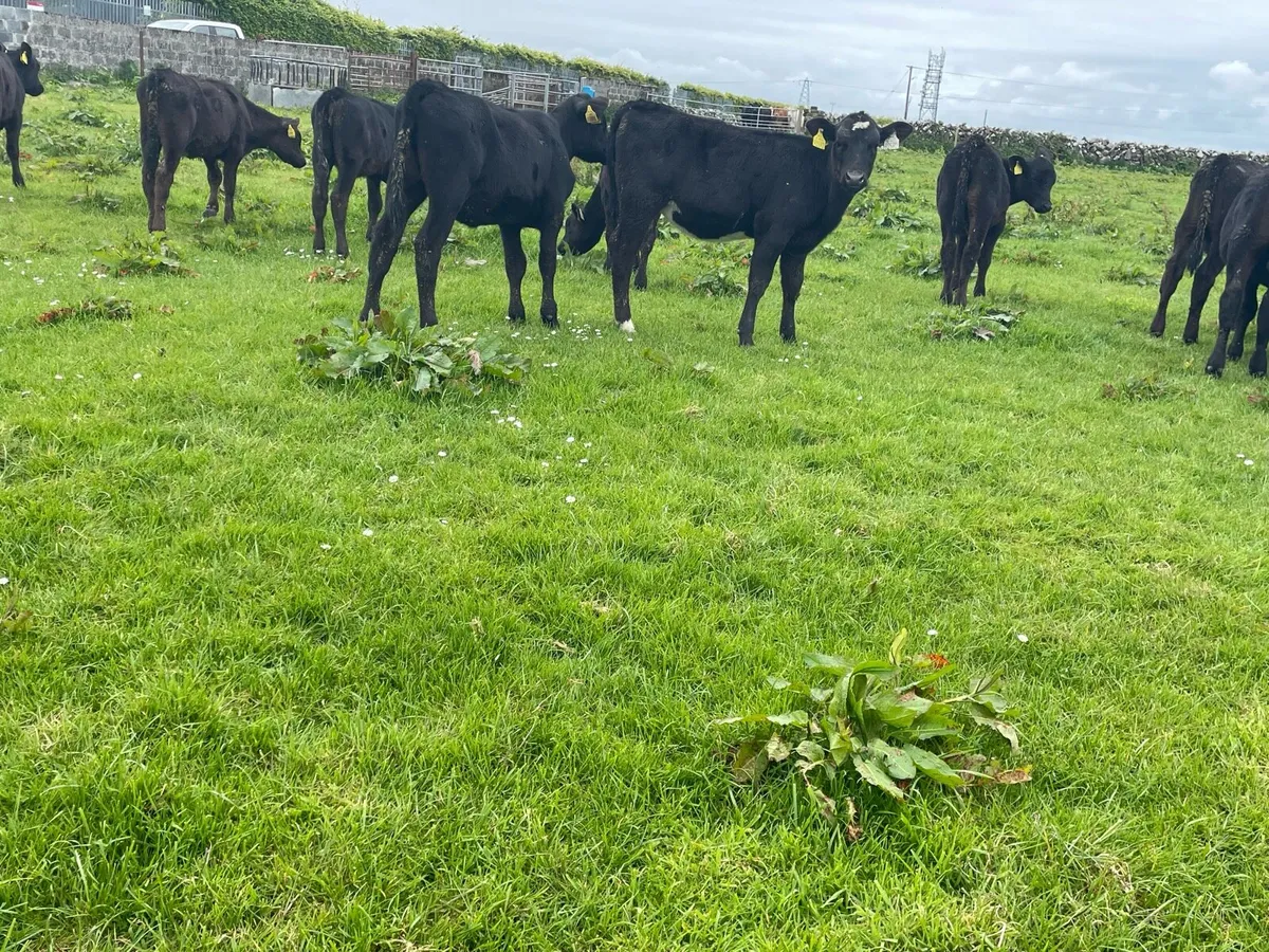 Fully Reared Angus Heifers - Image 4