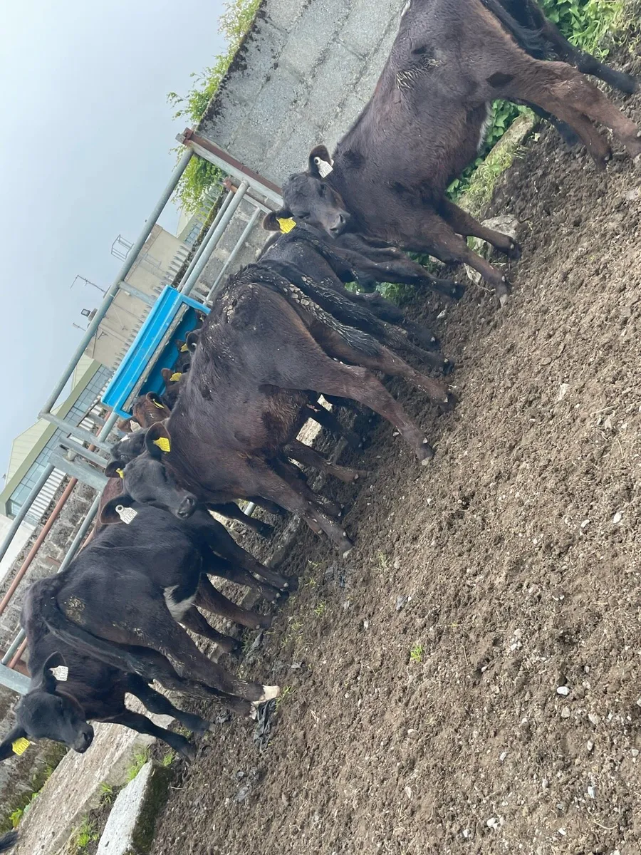 Fully Reared Angus Heifers - Image 1