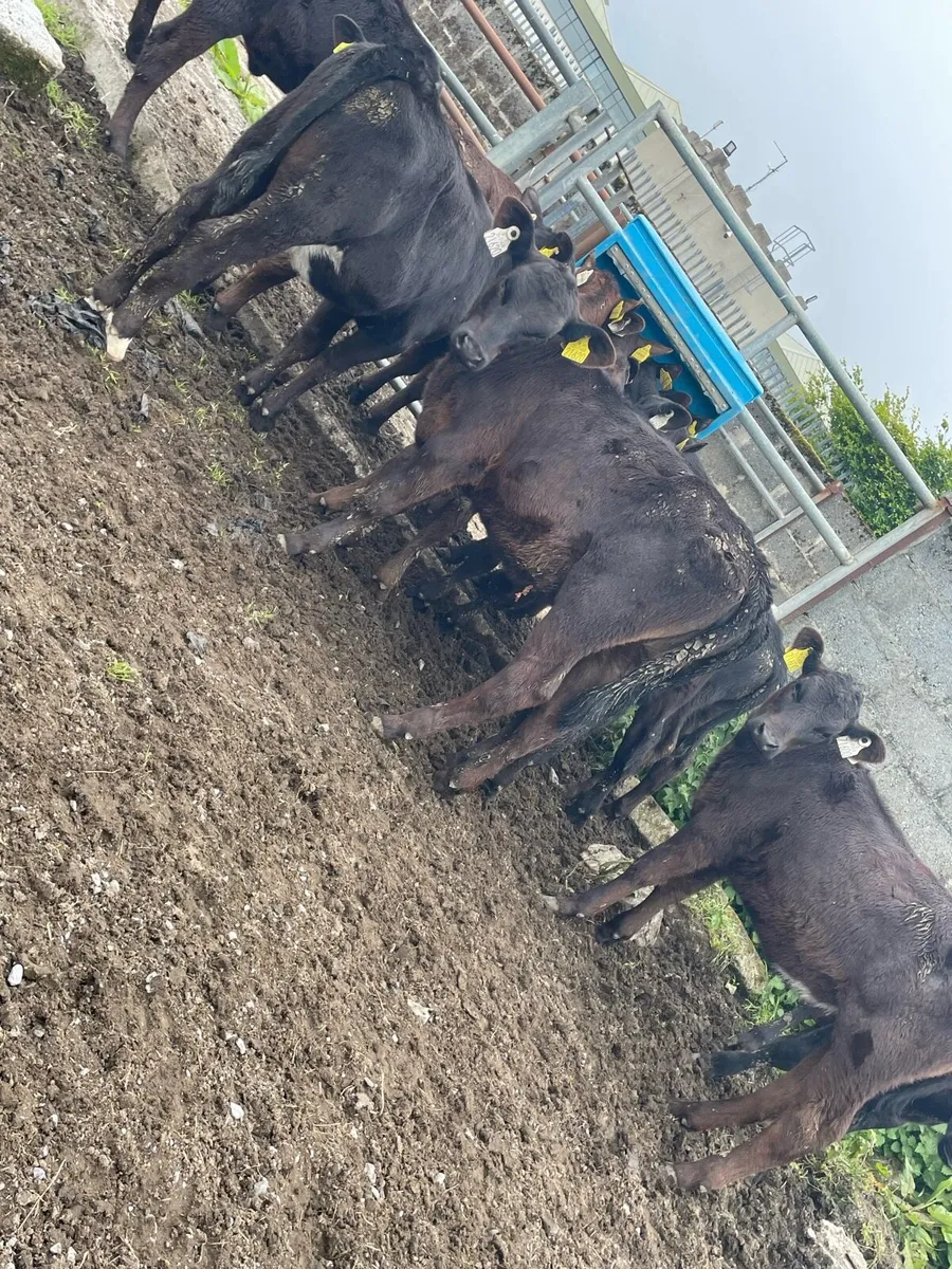 Fully Reared Angus Heifers - Image 2