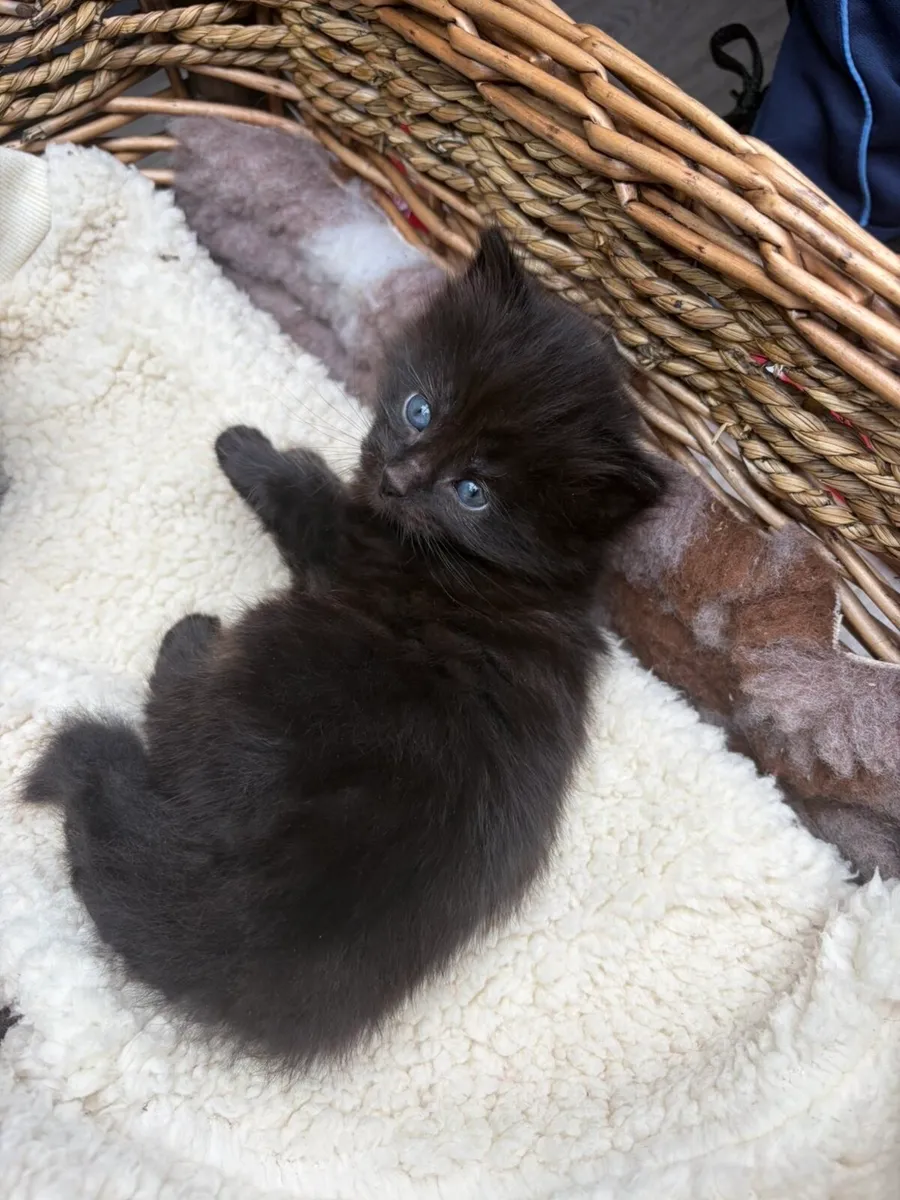 kittens (1 Left) - Image 4