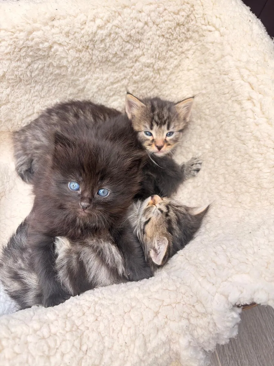 kittens (1 Left) - Image 1