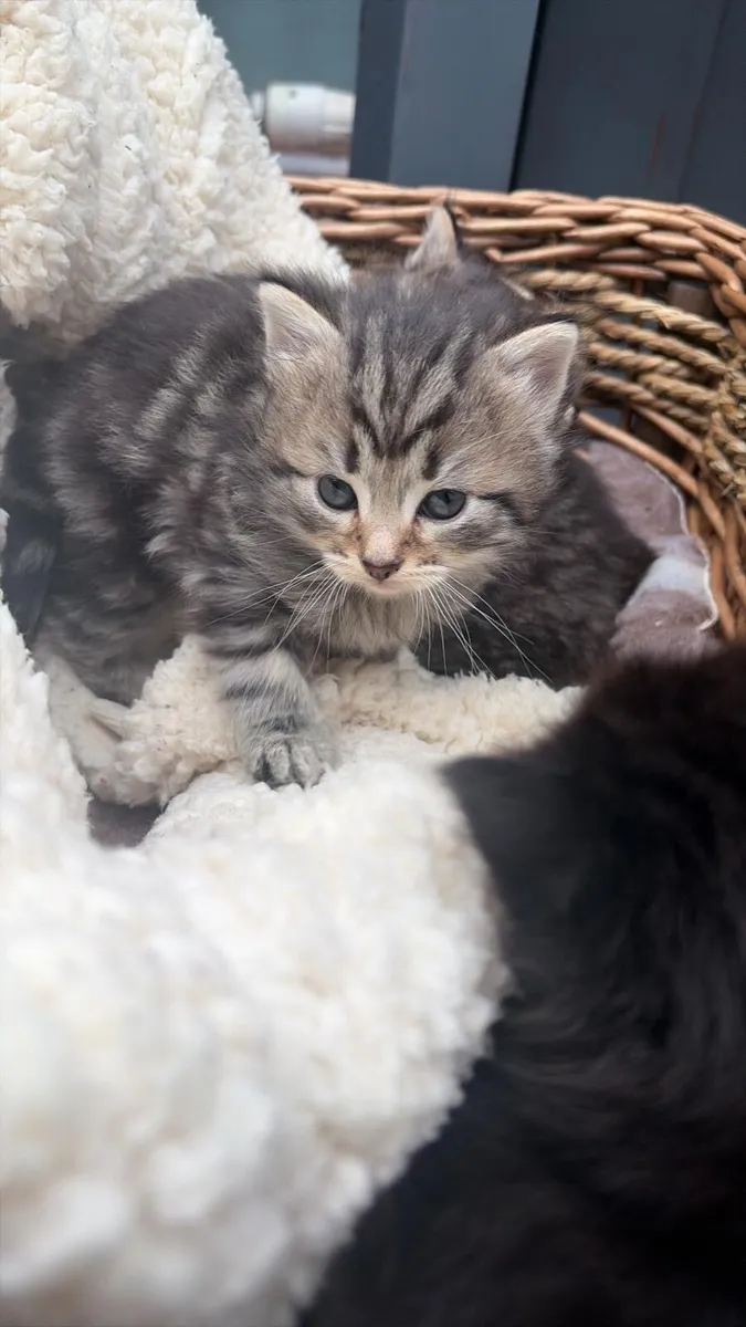 kittens (1 Left) - Image 2