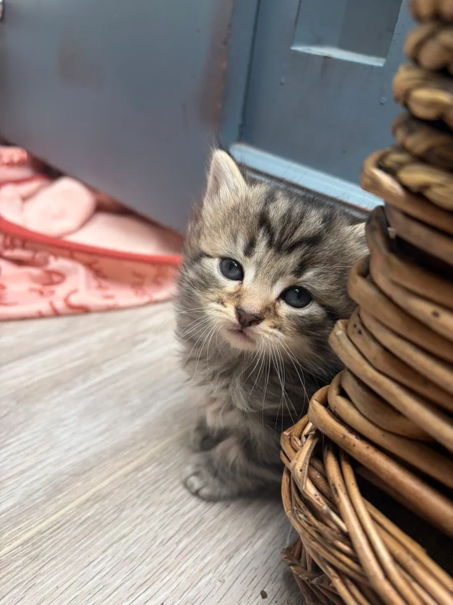 kittens (1 Left) - Image 3