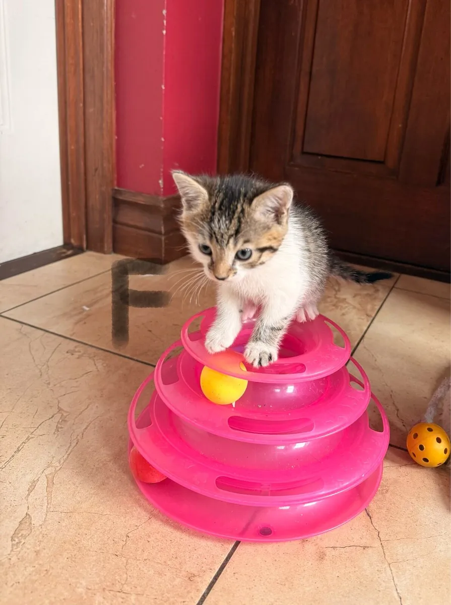 Playful kittens 🩷💙 - Image 1