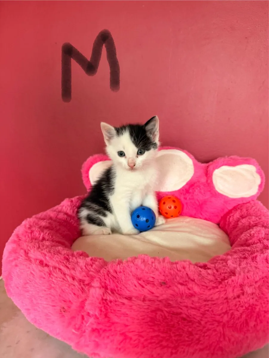 Playful kittens 🩷💙 - Image 2