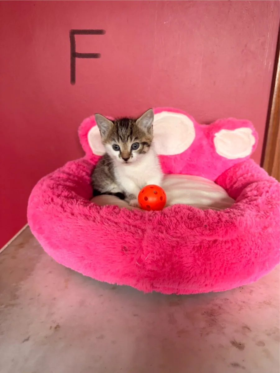 Playful kittens 🩷💙 - Image 3