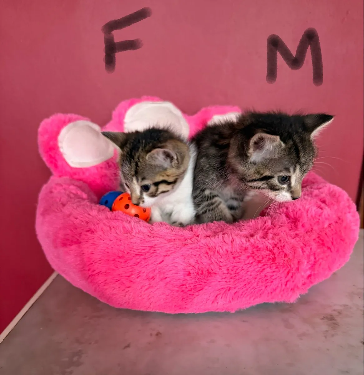 Playful kittens 🩷💙 - Image 4