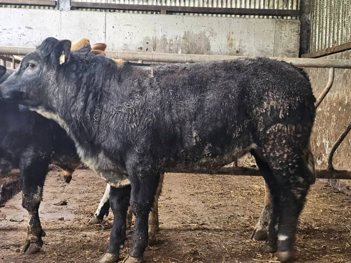 3 u bullocks for sale - Image 1