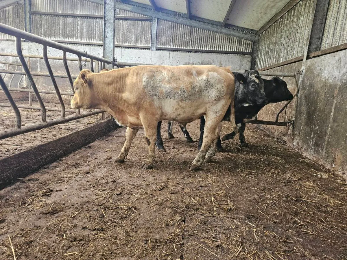 3 u bullocks for sale - Image 4
