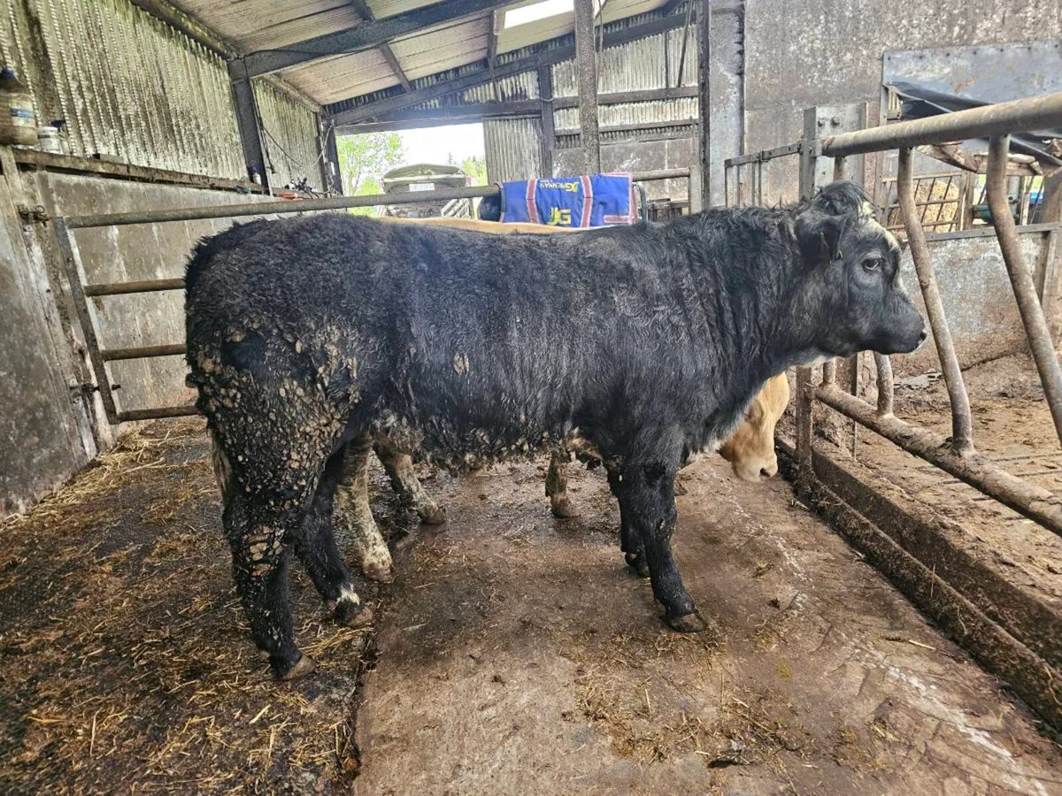 3 u bullocks for sale - Image 2