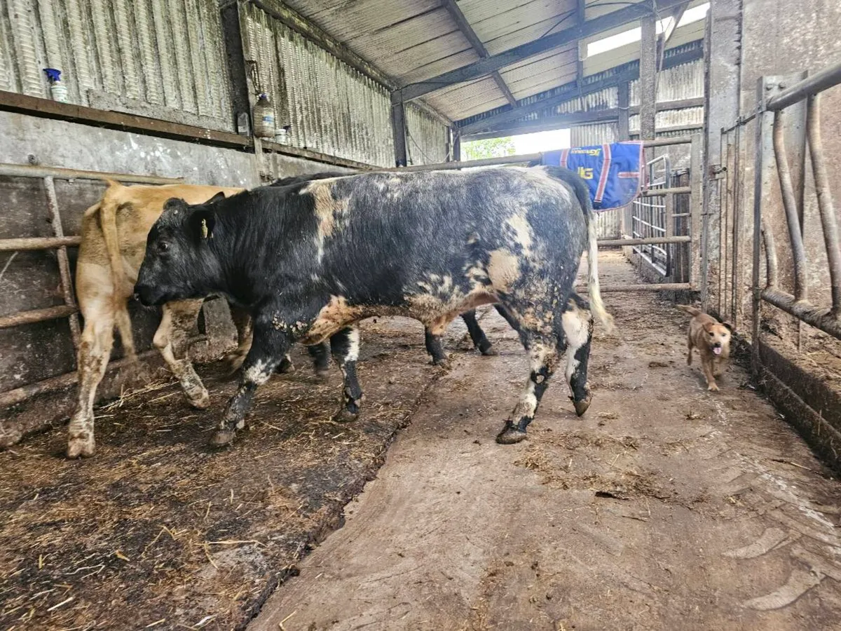3 u bullocks for sale - Image 3