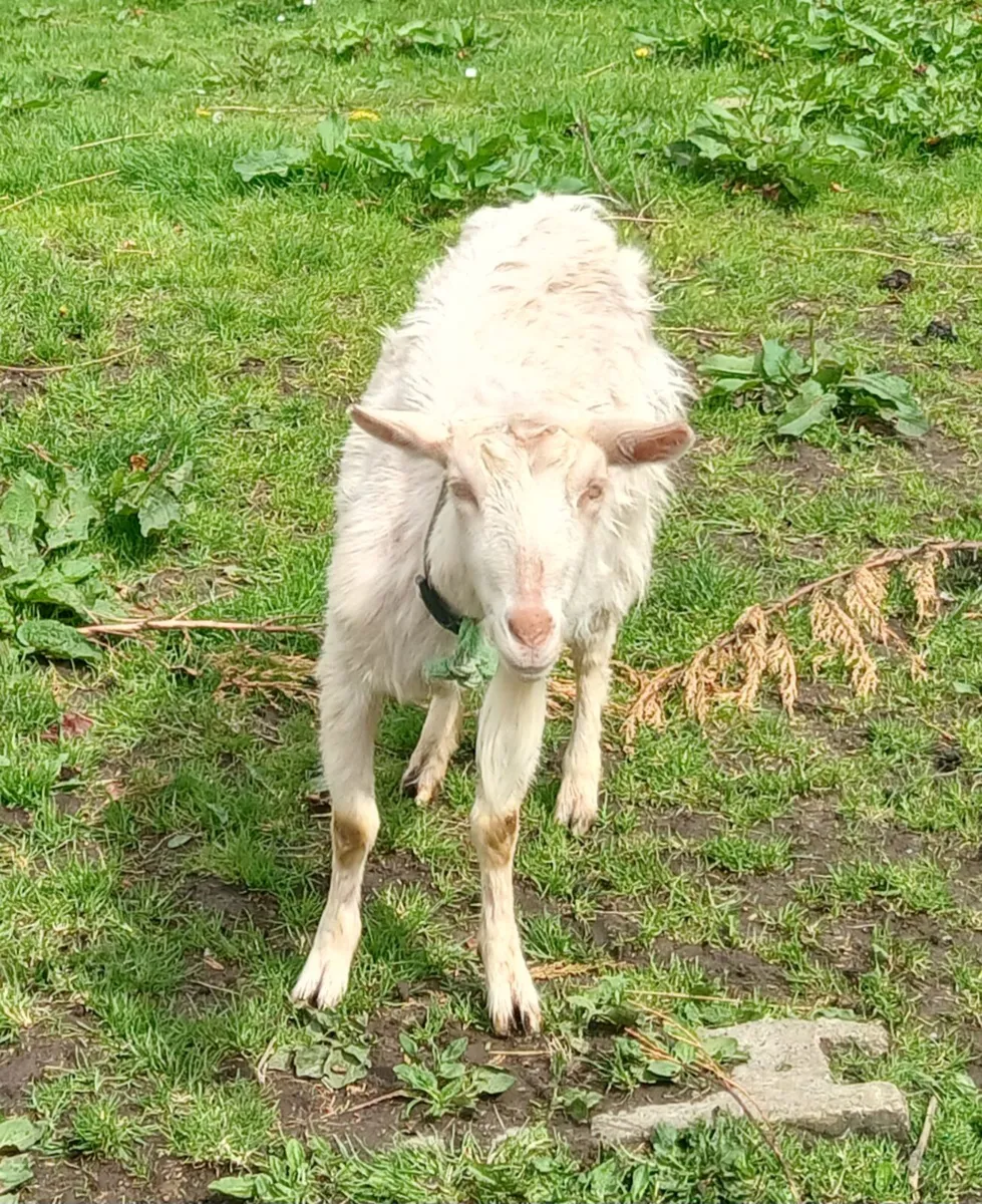 Golden Guernsey X FEMALE Goat - Image 1