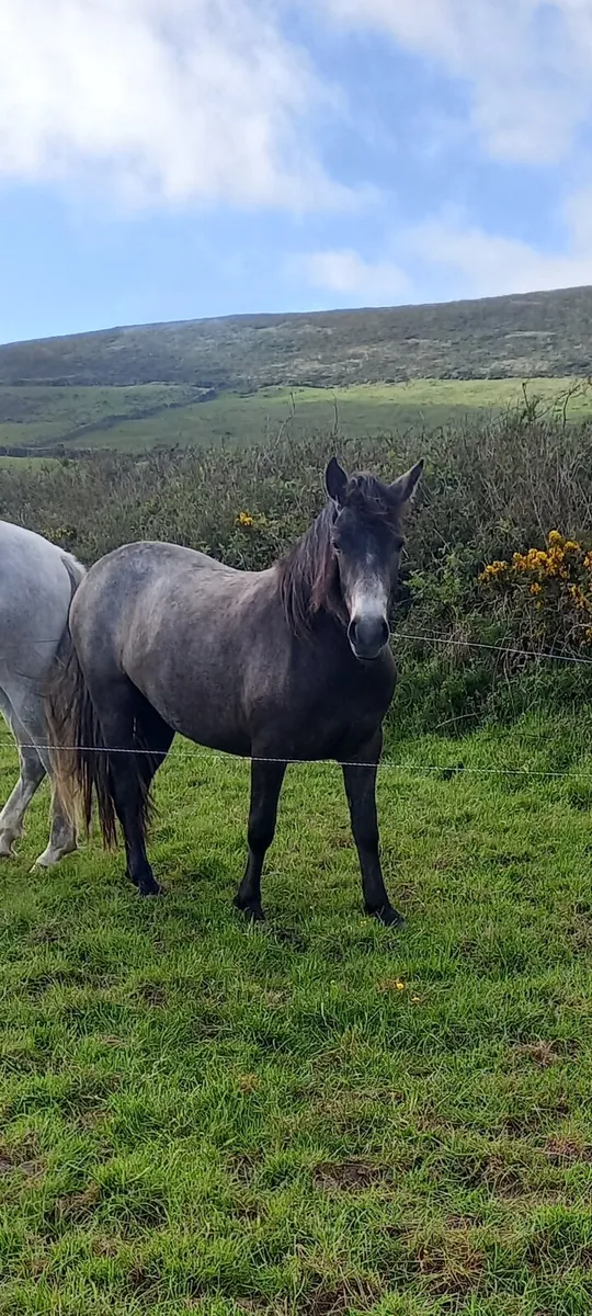 2yrold and filly - Image 1