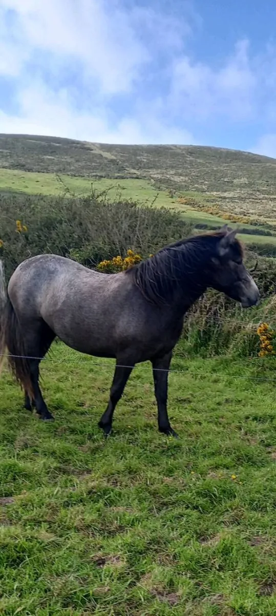 2yrold and filly - Image 2