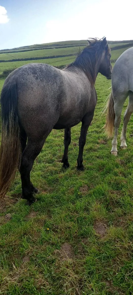 2yrold and filly - Image 3