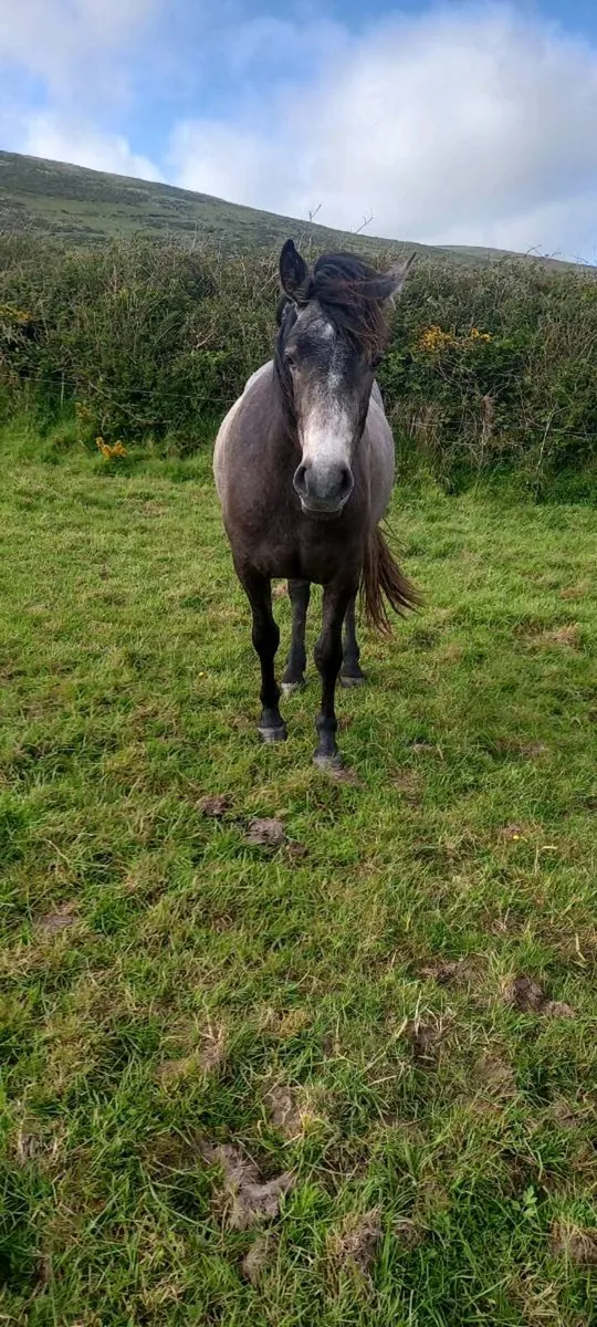 2yrold and filly - Image 4