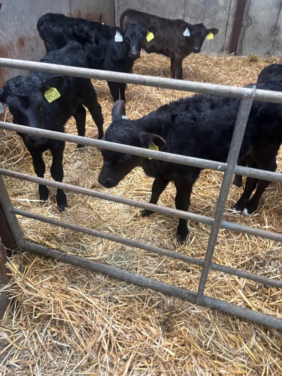Angus calfs - Image 1