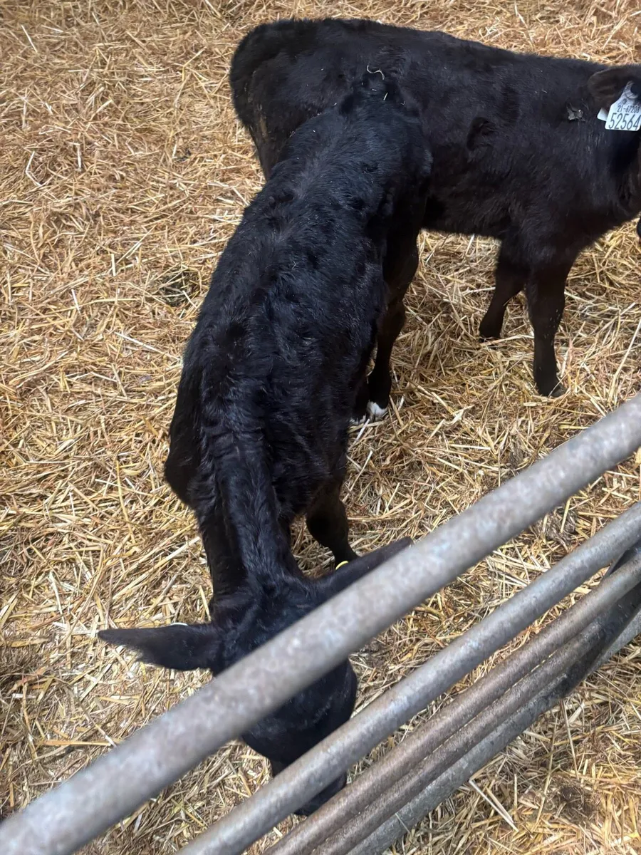 Angus calfs - Image 2
