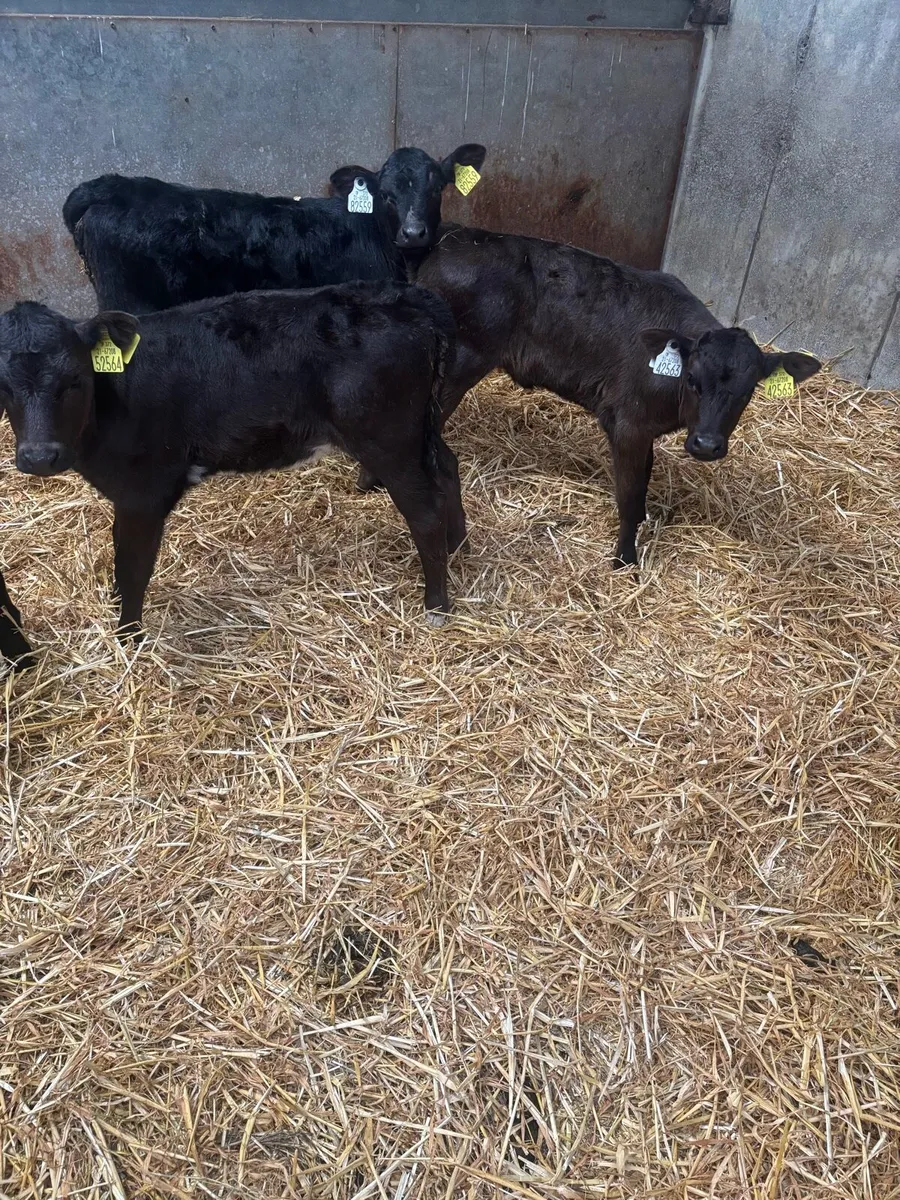 Angus calfs - Image 3