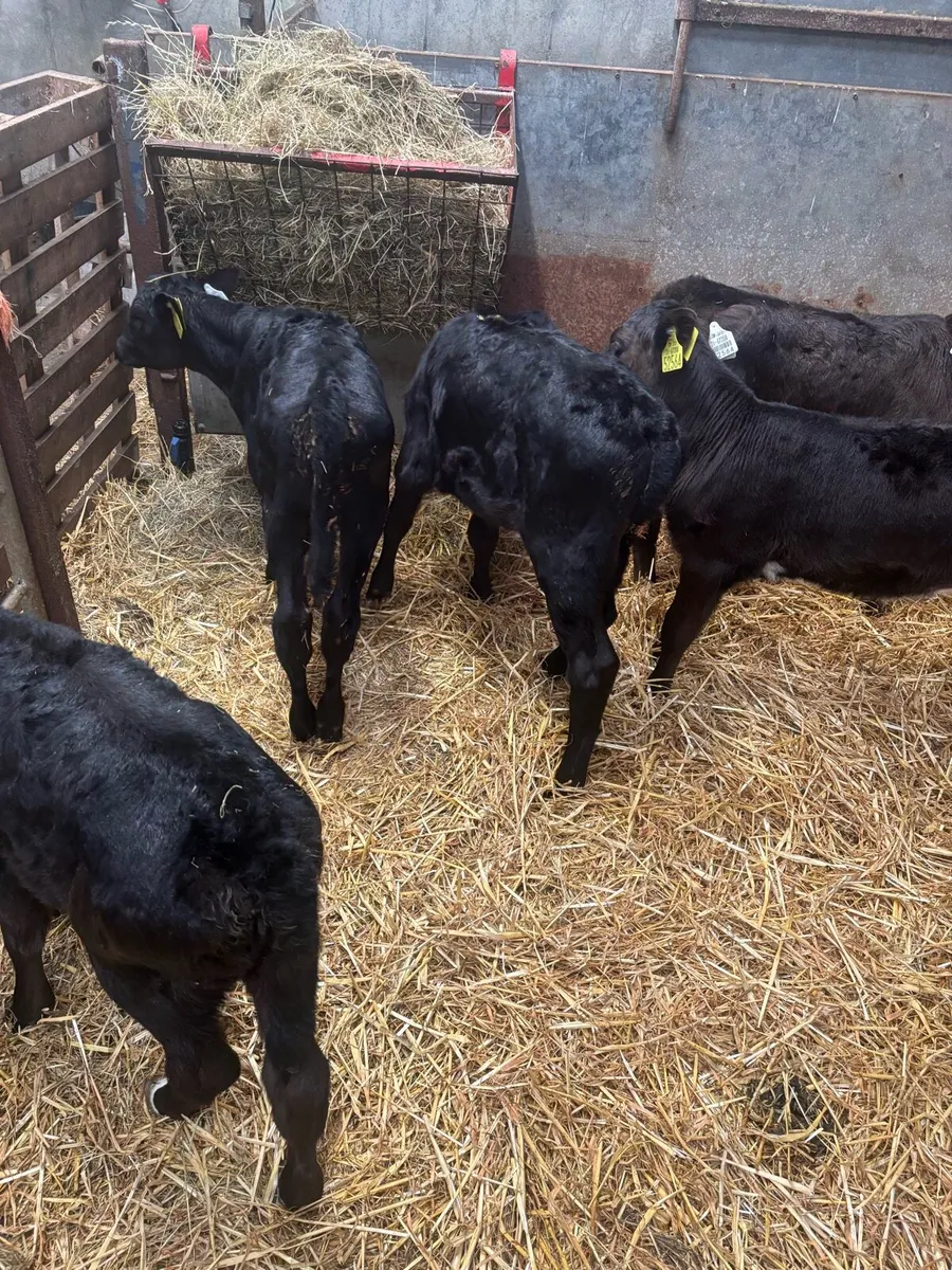 Angus calfs - Image 4