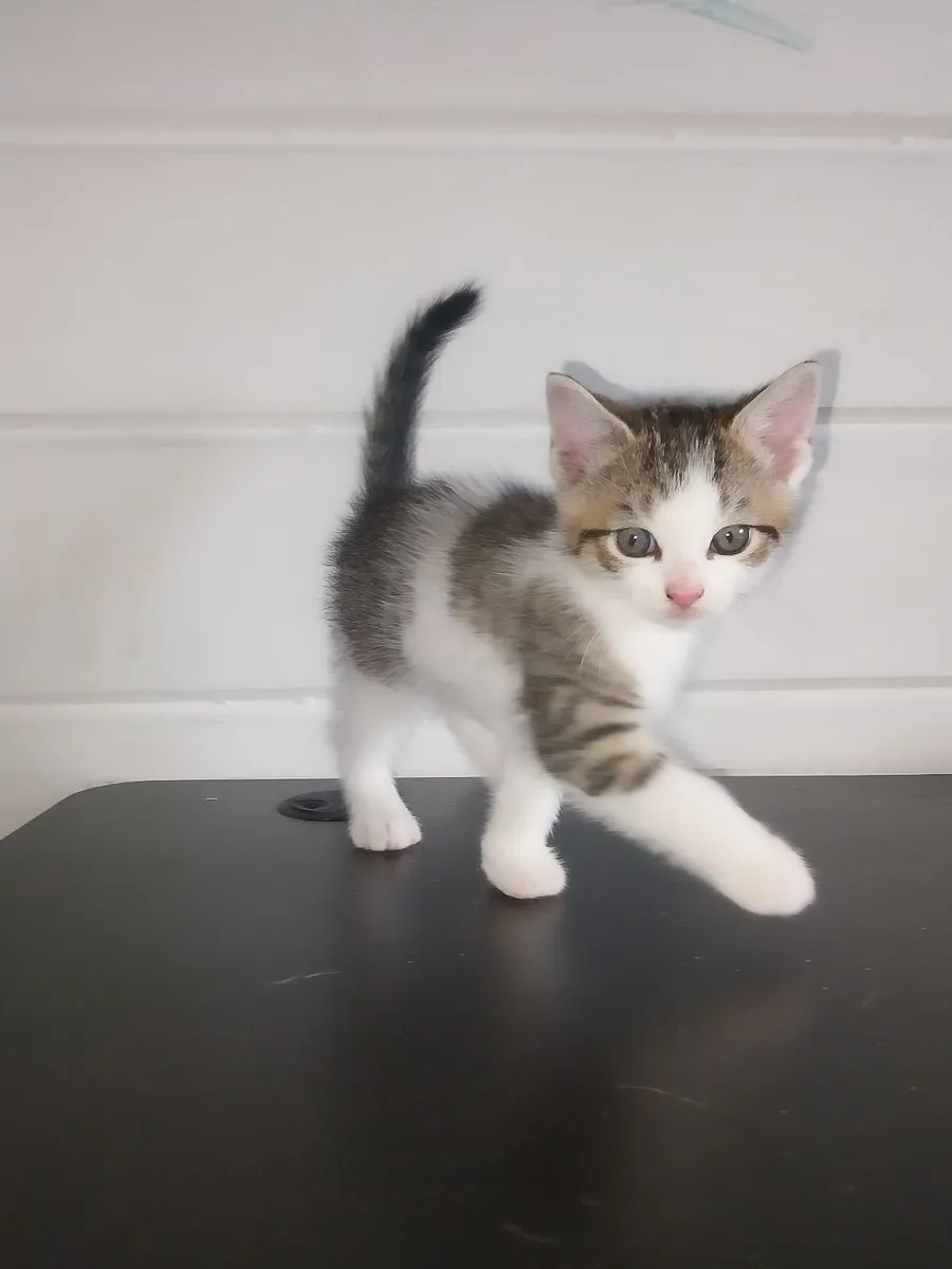Kittens - Image 1