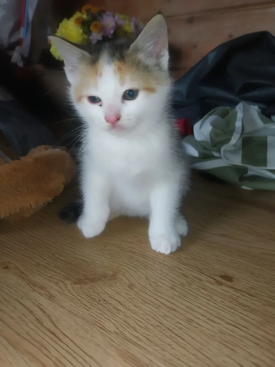 Kittens - Image 2