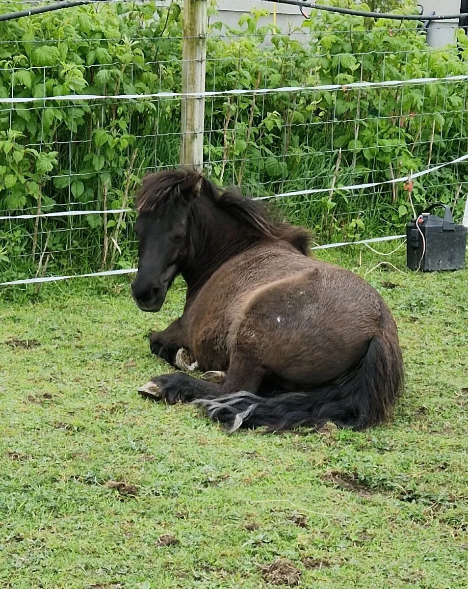 Shetland ponies - Image 3
