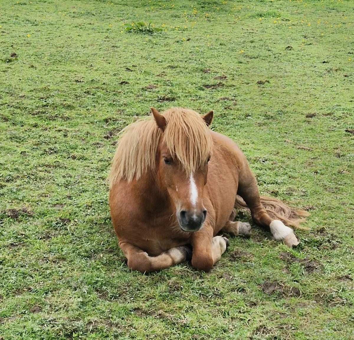 Shetland ponies - Image 1