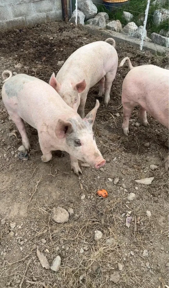 Pigs - Image 2