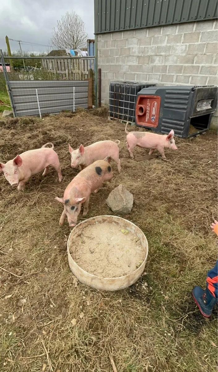 Pigs - Image 3