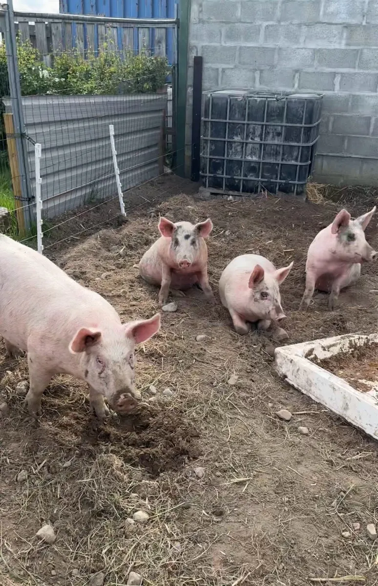 Pigs - Image 1