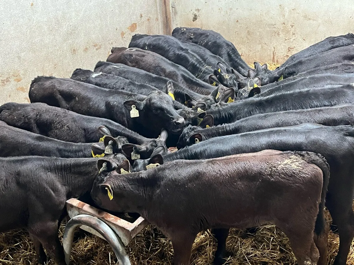 20 SERIOUS AA HEIFER RUNNERS - Image 2