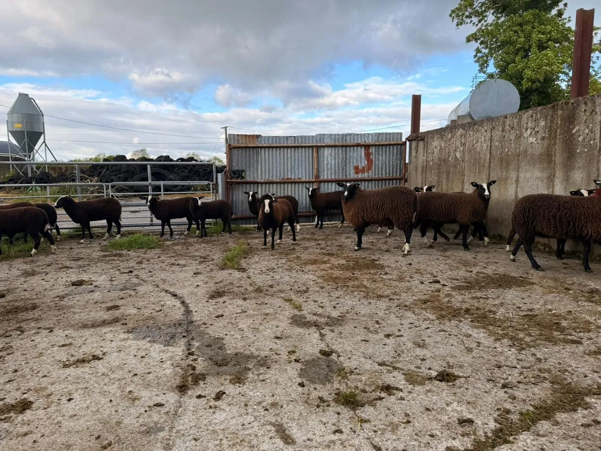 Purebred Zwartbles Ewe Lambs for Sale - Image 2