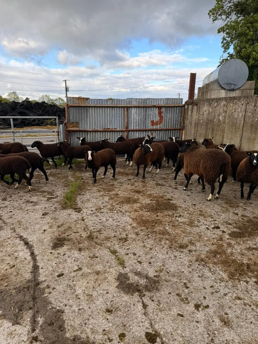 Purebred Zwartbles Ewe Lambs for Sale - Image 1