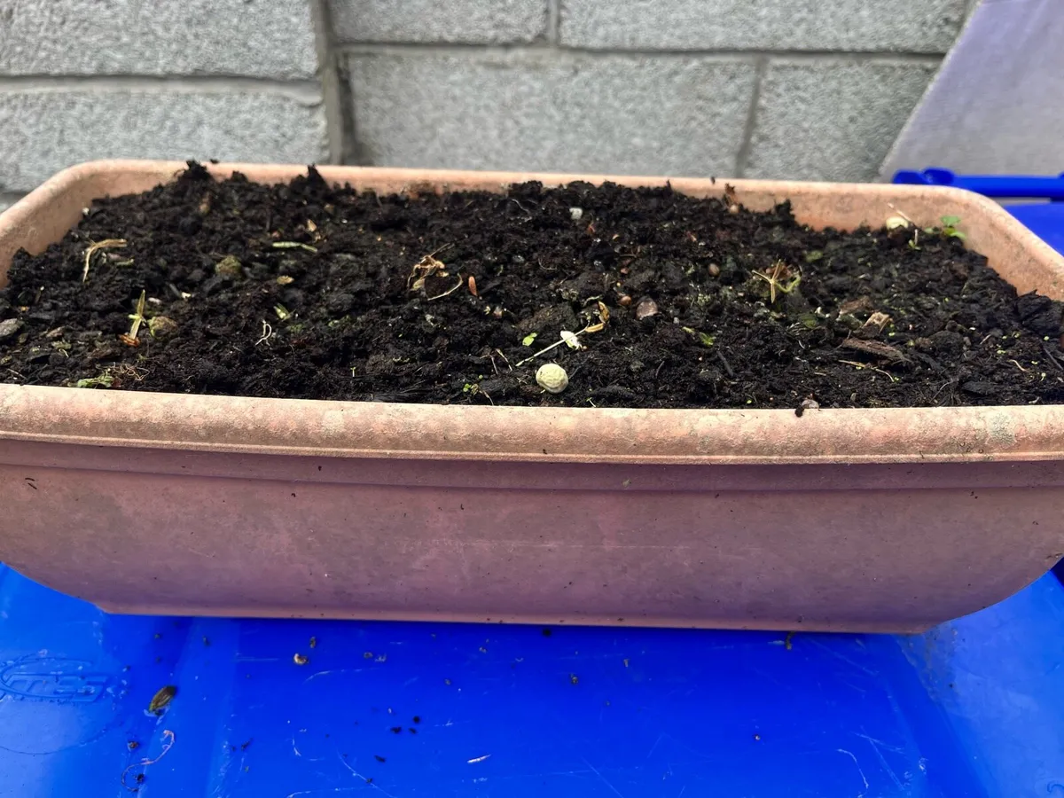 Two pots with soil - Image 2