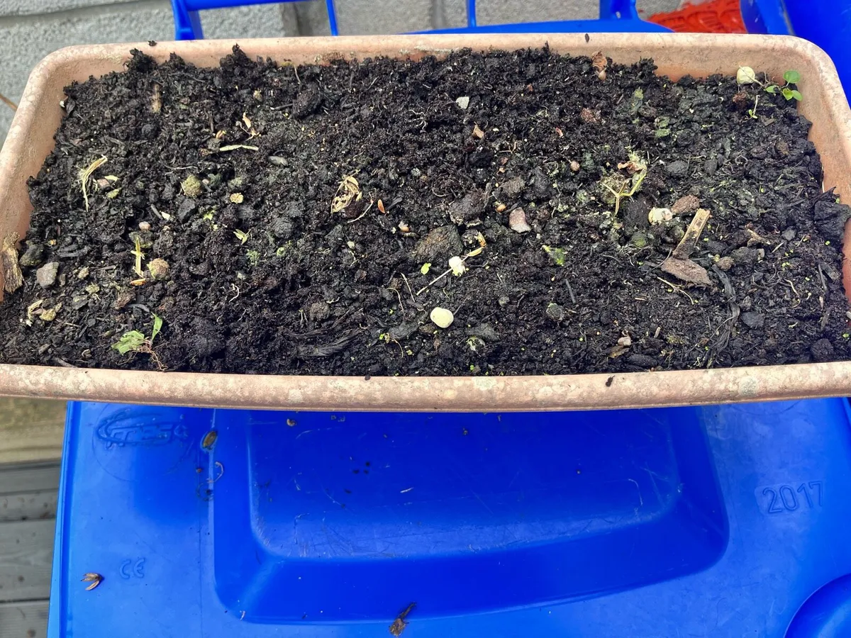 Two pots with soil - Image 3