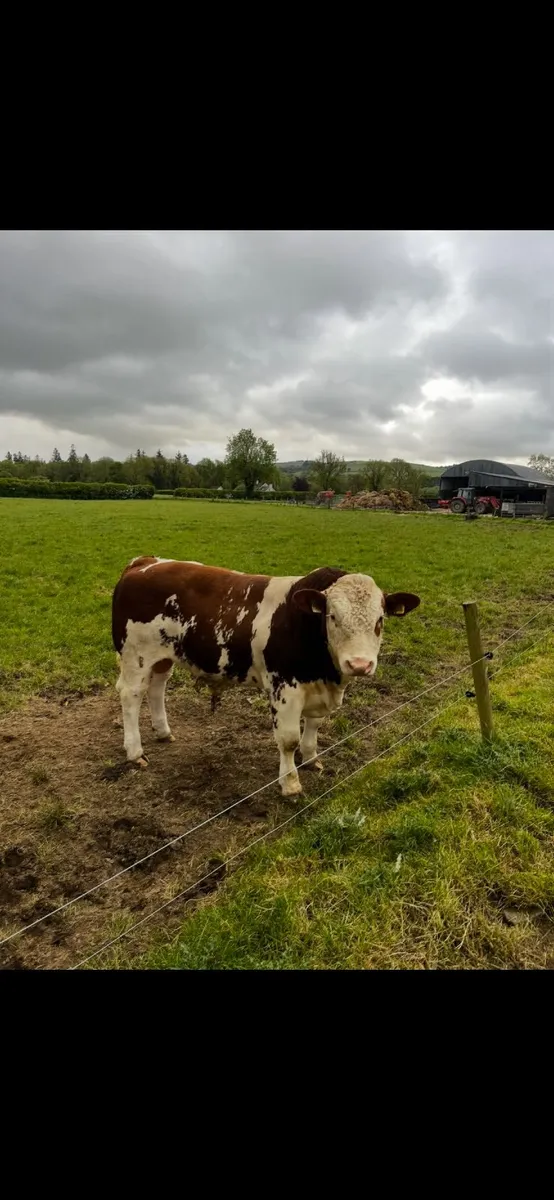 Simmental bull - Image 1