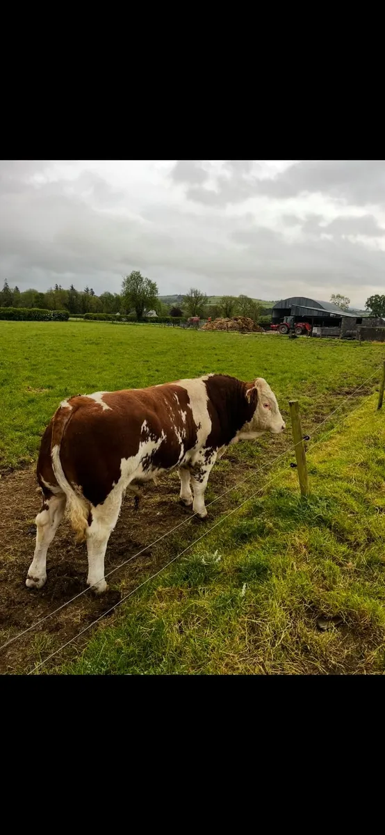 Simmental bull - Image 3