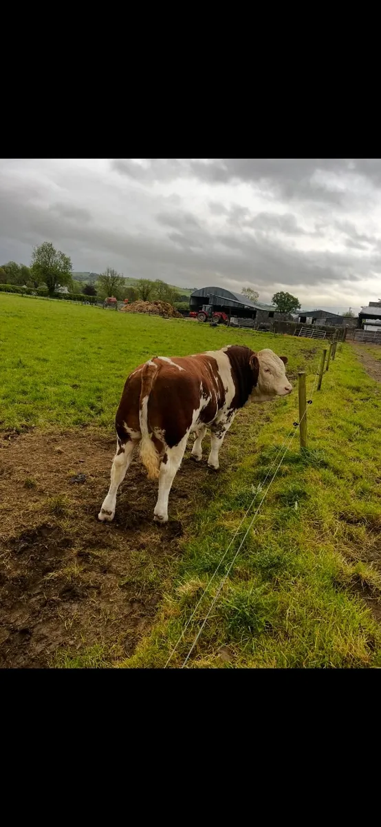 Simmental bull - Image 2