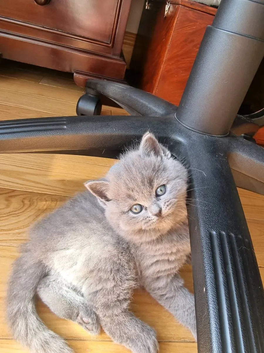 British shorthair kittens - Image 2