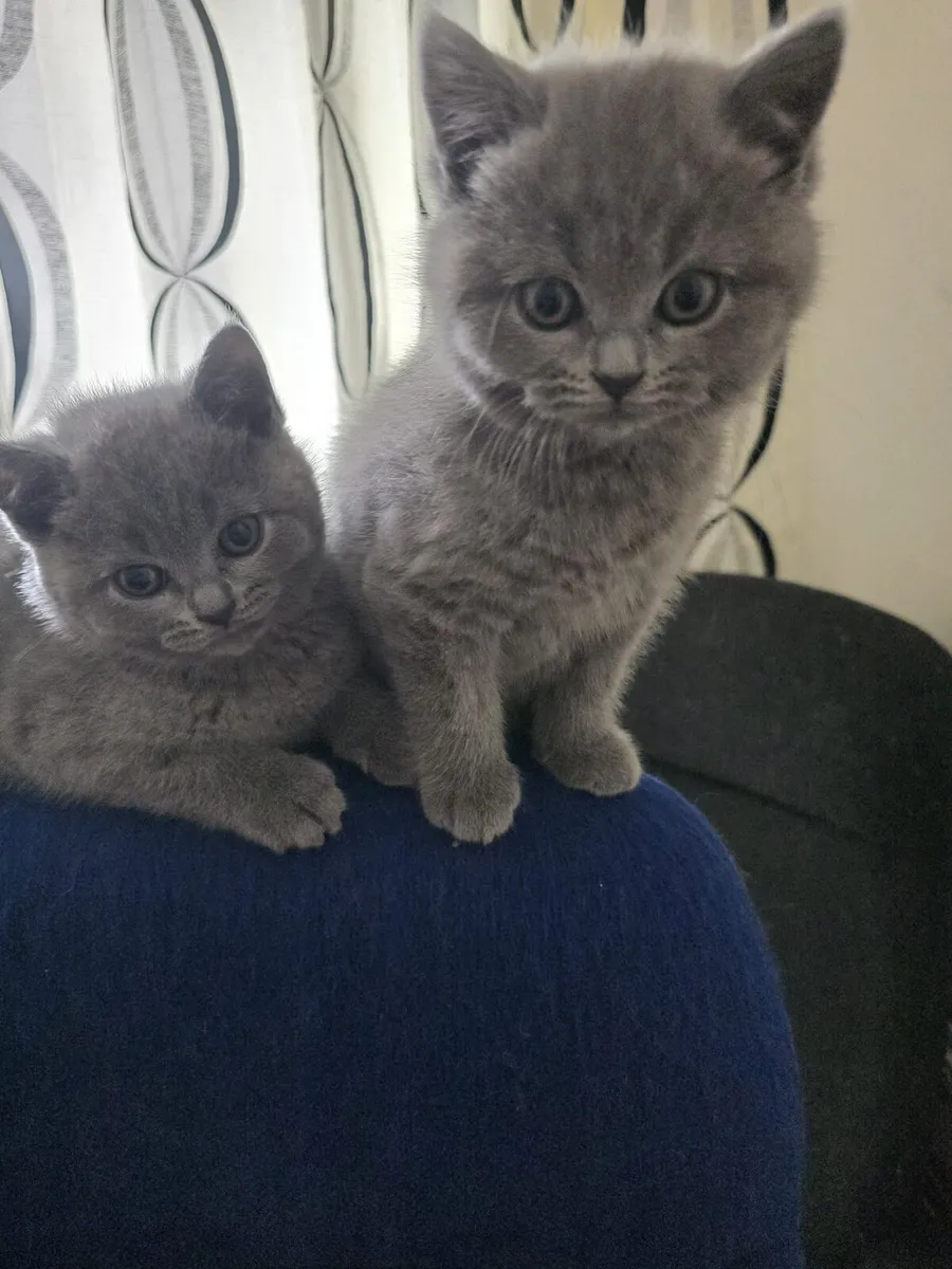 British shorthair kittens - Image 3