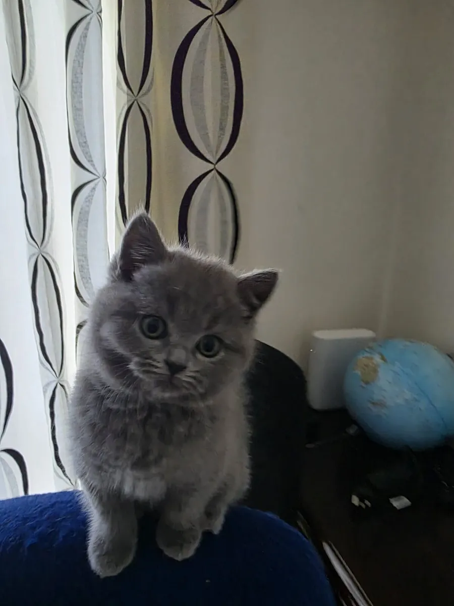 British shorthair kittens - Image 4