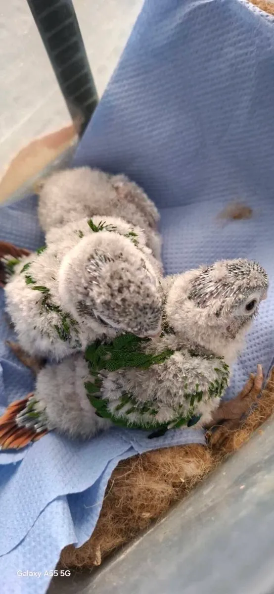 Conure - Image 2