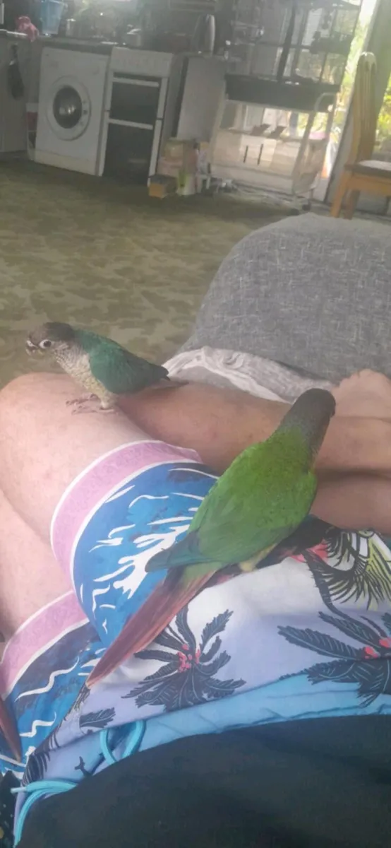 Conure - Image 1