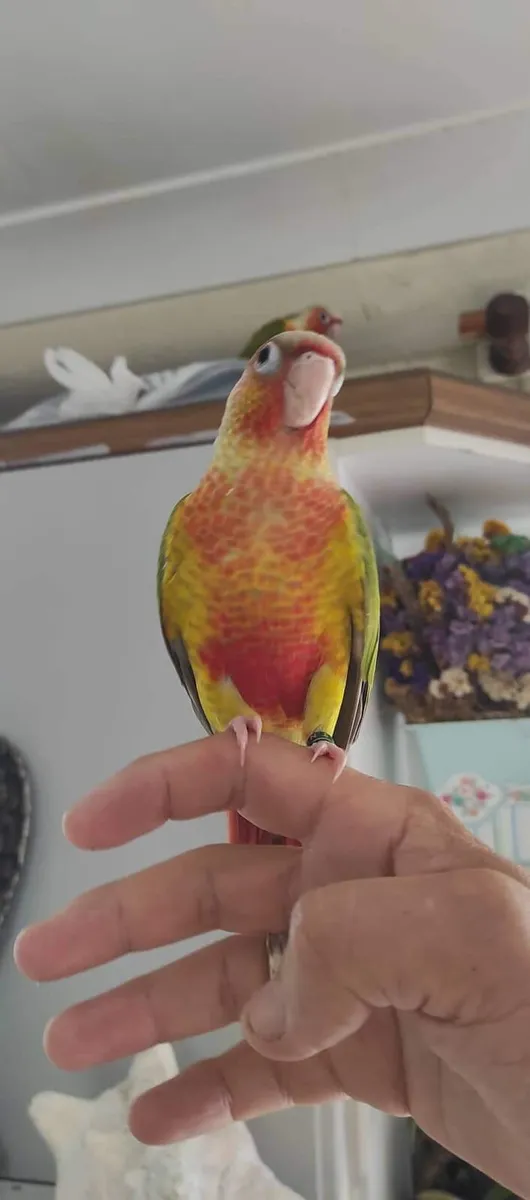 Conure - Image 3