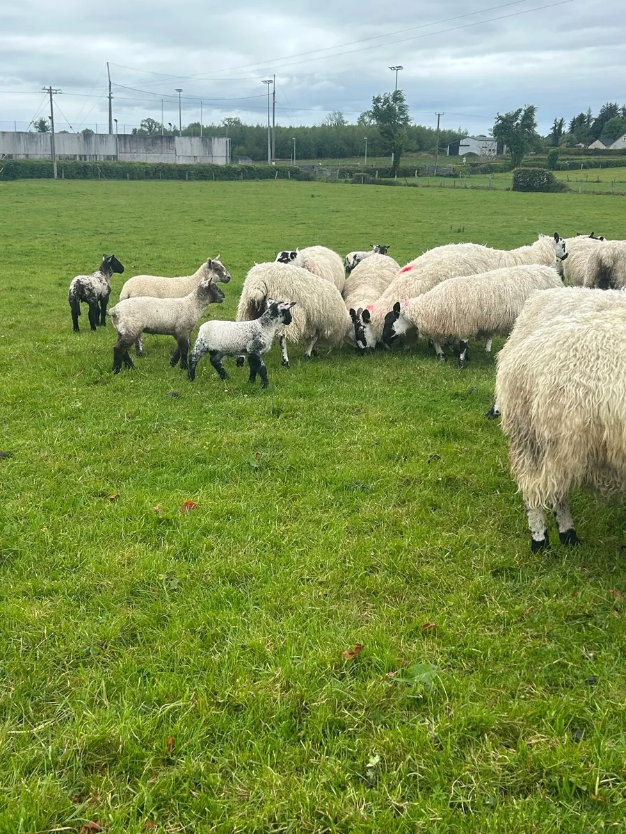Super mule hoggets with lambs - Image 3
