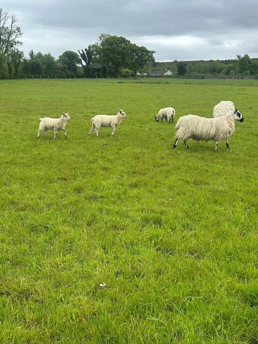 Super mule hoggets with lambs - Image 4